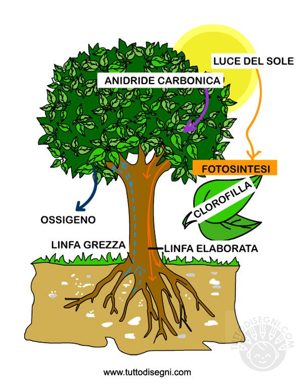 fotosintesi-clorofilliana2