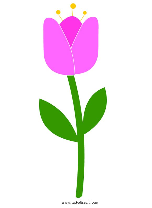 tulipano-6