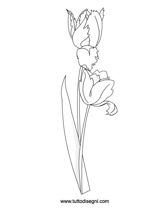 tulipano-da-colorare