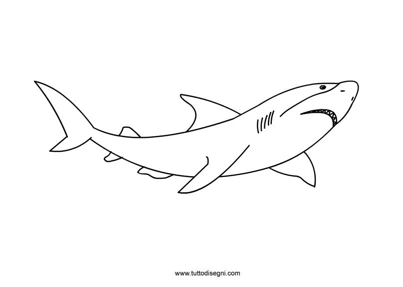 disegno-squalo