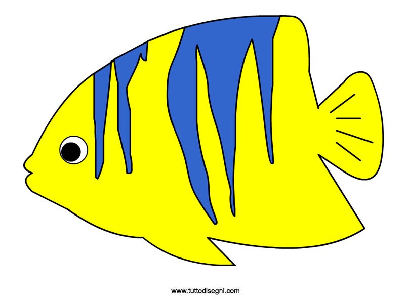pesce-tropicale-colorato