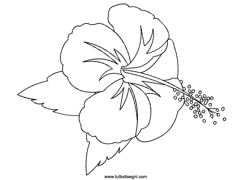 hibiscus-da-colorare