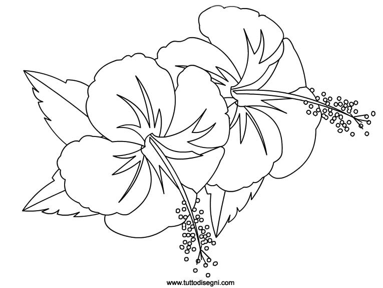 hibiscus-disegno