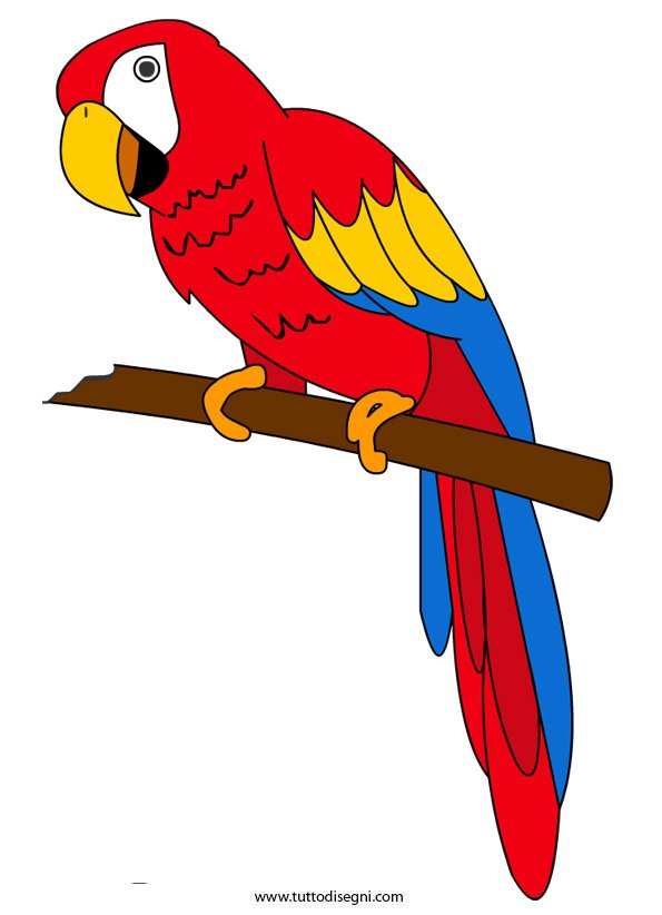 pappagallo-2