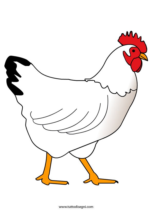 gallina-animali-fattoria