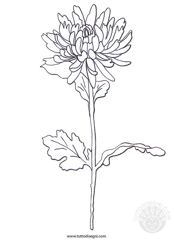 crisantemo-fiore