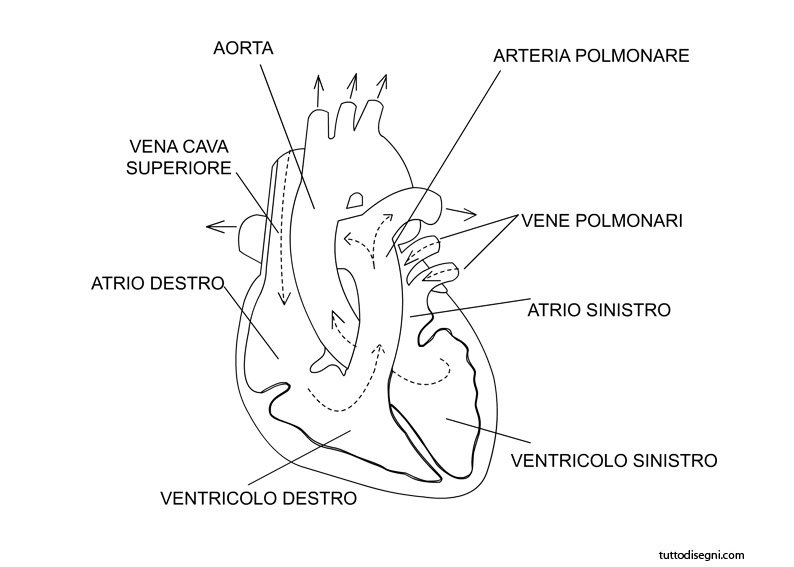 scheda-didattica-cuore