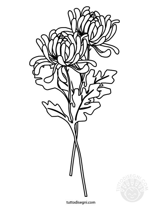 crisantemi