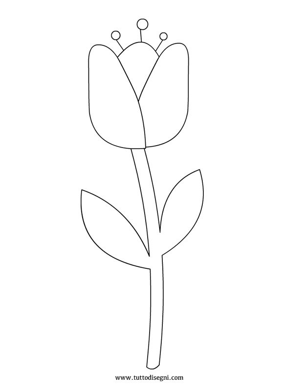 disegno-tulipano