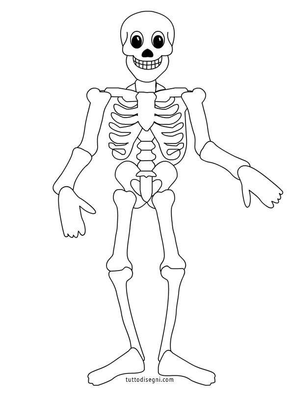 disegno-scheletro